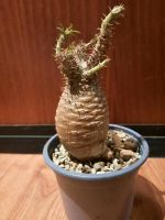 Pachypodium gracilius, Caudex, bewurzelt, wunderschön, Madagaskar Kiel - Mitte Vorschau