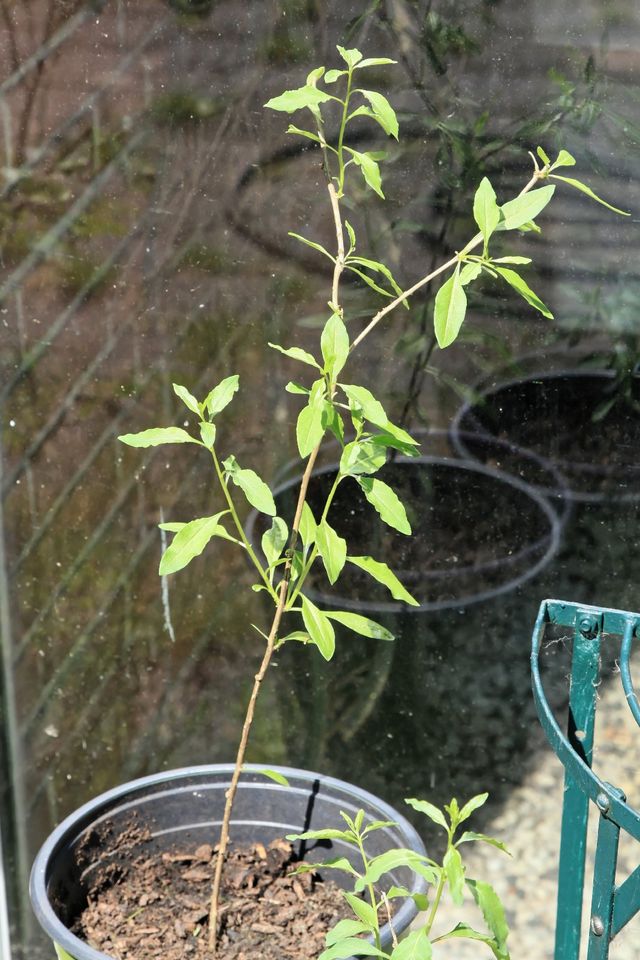 Gojibeeren-Sträucher 'Sweet Lifeberry' in Kluse