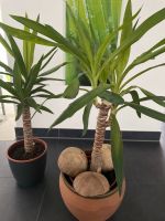 Yucca Palmen ab 12€ Bayern - Meitingen Vorschau