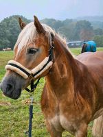 Pflegebeteiligung an Haflinger Stute Wuppertal - Barmen Vorschau