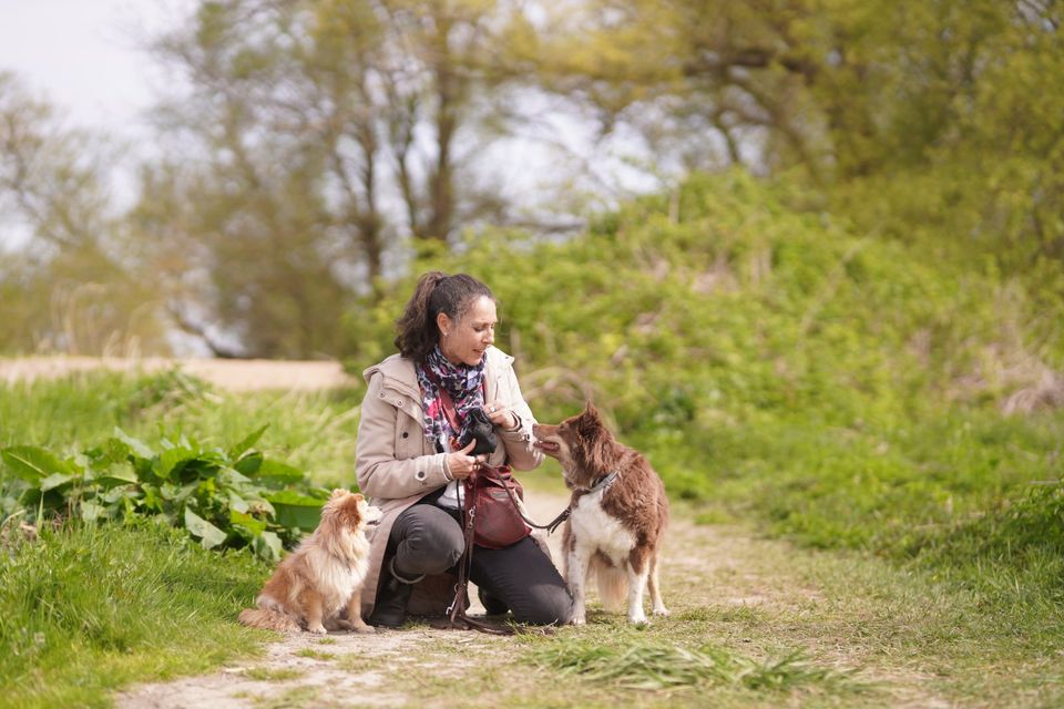 Erziehung Training Kommunikation Mensch-Hund Erstgespräch in Jork