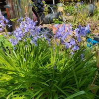 Blumen  Garten Pflanzen Nordrhein-Westfalen - Bad Oeynhausen Vorschau