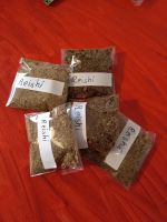 Reishi Tee. 1 Tüte zur Zubereitung /Kräuterhexe Nordrhein-Westfalen - Nettersheim Vorschau