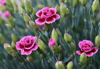 Bio Nelken Samen Blume Schleswig-Holstein - Steinfeld Vorschau