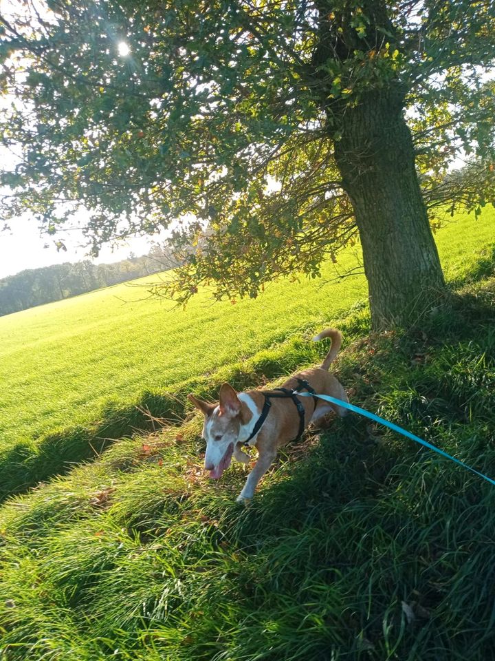 TANQUE Podenco Maneto Rüde Tierschutz Hund in Kevelaer