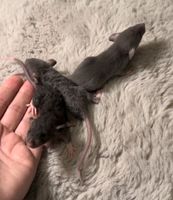 Farbratten Ratten Babys Jungs Nordrhein-Westfalen - Langenfeld Vorschau