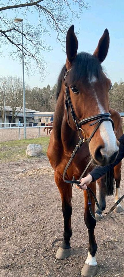 8 J. Hannoveraner Wallach, Anfängerpferd, Verlasspferd, Reitschul in Gelnhausen