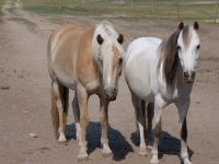 Liebe Haflinger Stute zu Verkaufen / Endmaßpony Brandenburg - Rheinsberg Vorschau