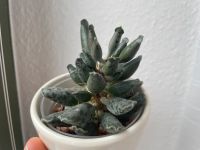 Adromischus Cooperi Sukkulente Leipzig - Sellerhausen-Stünz Vorschau