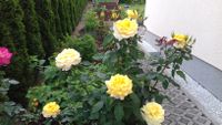 Rosen Pflanzen Gelb und Rosa Saarland - Sulzbach (Saar) Vorschau