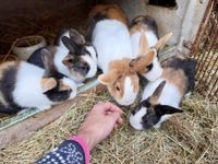 Kaninchen aus liebevoller Ausenhaltung nur in artgerechte Zuhause Saarland - Schiffweiler Vorschau