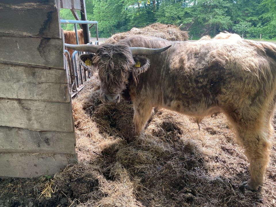 Highland cattle, Highland Bulle,umständehalber günstig abzugeben! in Bad Oeynhausen