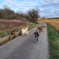 Ziegenspaziergang für Freunde und Familie Baden-Württemberg - Oberderdingen Vorschau