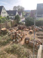 Birke-,Pflaumen- und Tannenbaum frisch geschnitten Rheinland-Pfalz - Lauterecken Vorschau