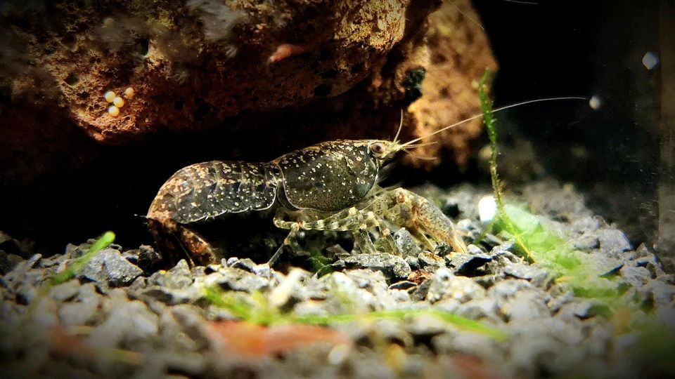 ❗Cambarellus Diminutus kleinster Zwergkrebs für Nano Aquarium❗ in Oberhausen