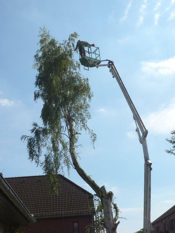 Stubbenfräsen, Wurzelfräsen Großraum Oldenburg / Bremen / Verden in Ganderkesee