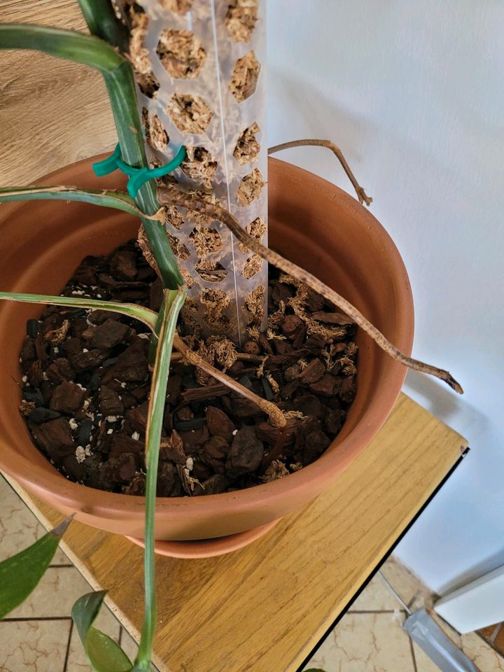Monstera Deliciosa variegata Pflanze in Körle