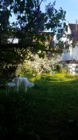 Mitbewohnen in kl. Häuschen mit Garten Baden-Württemberg - Geisingen Vorschau