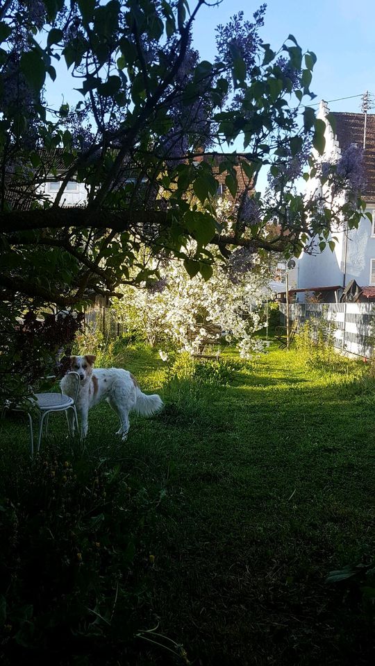 Mitbewohnen in kl. Häuschen mit Garten in Geisingen