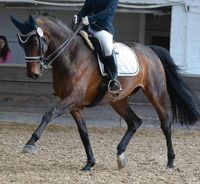 Pferd sucht Reitbeteiligung Essen - Steele Vorschau