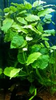 Anubias Aquarienpflanze Niedersachsen - Rosdorf Vorschau