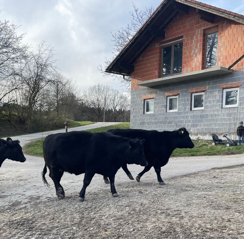 Angus Kühe in Eging am See