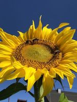 Sonnenblumen / Blumensamen-Mischung für Bienenweide / Zucchini Rheinland-Pfalz - Morbach Vorschau