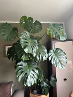 Monstera Deliciosa Fensterblatt große Pflanze Zimmerpflanze München - Thalk.Obersendl.-Forsten-Fürstenr.-Solln Vorschau