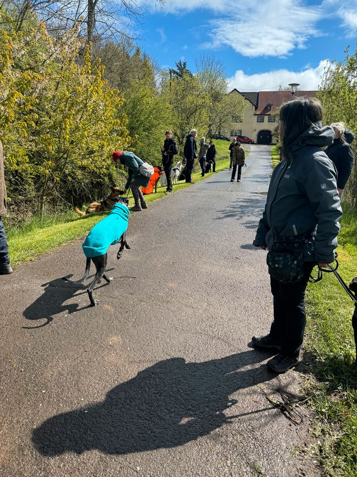 (Trainings-) Urlaub mit Hund in Düsseldorf