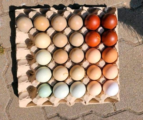 Frische, Naturbunte Eier von glücklichen Hühnern, GVO frei in Hüttblek