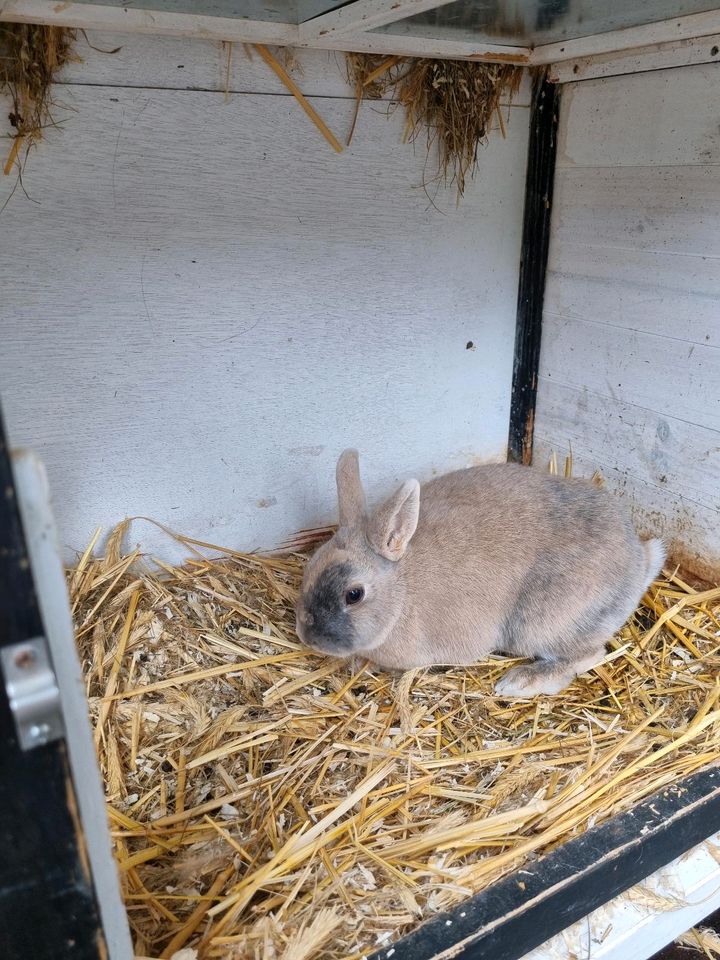 Drei niedliche Zwergkaninchen mit Stall und Zubehörp in Schwerin