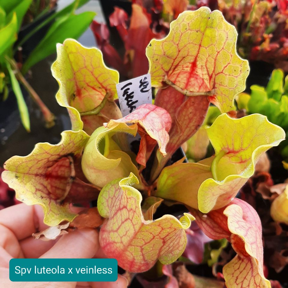 Sarracenia purpurea burkii luteola x S.purpurea veinless in Sulzbach (Saar)