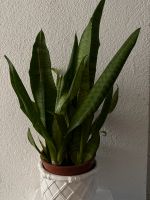 Bogenhanf - Sansevieria zu verkaufen Höhe ca. 50 cm Nur Abholung Rostock - Stadtmitte Vorschau