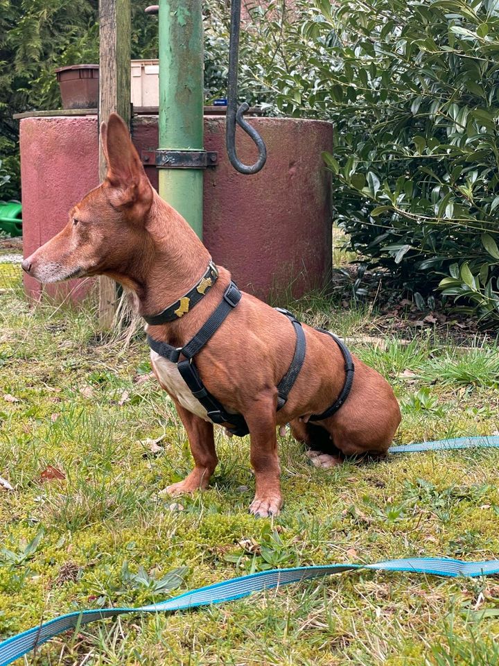 LUNA Podenco Maneto Hündin Tierschutz Hund in Eystrup