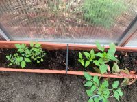 Tomaten- und Paprikapflanzen Niedersachsen - Steimbke Vorschau
