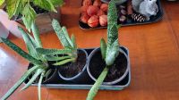 Gasteria verrucosa Saarland - Beckingen Vorschau