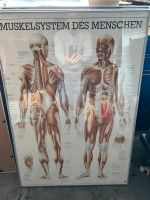 Therapie, Medizin, Wissen Poster mit Rahmen Muskelsystem Essen - Steele Vorschau