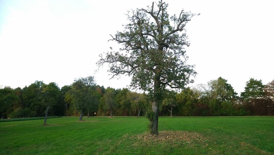 Suche: Streuobstwiese, landwirtschaftliche Fläche in Bad Liebenzell