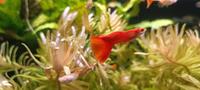 ⭐Hochzucht Guppy Albino Red Aquarium Fisch 2€*⭐ Rheinland-Pfalz - Minfeld Vorschau