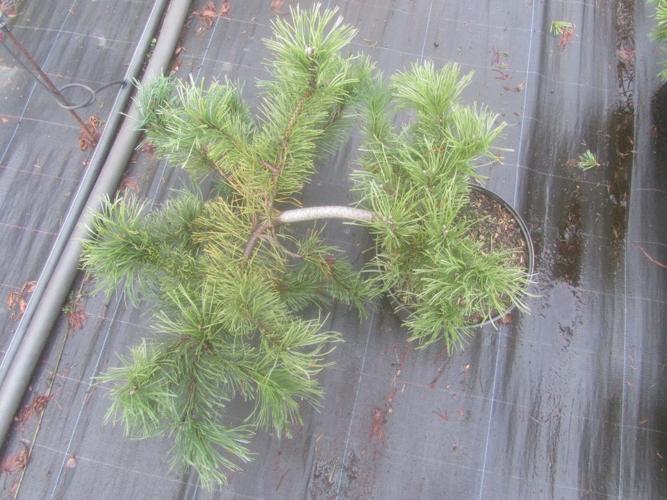 Pinus mugo 'Frisby', Bonsai Rohware, 60 cm breit, 20 cm hoch 4cmØ in Soltau