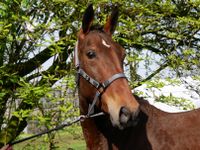 Freizeitpferd, Youngster, Brauner Nordrhein-Westfalen - Dorsten Vorschau