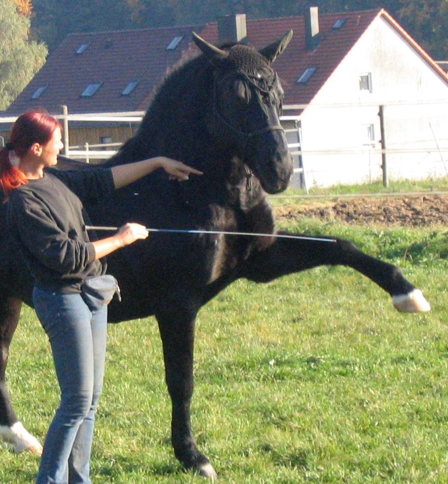 Pferdephysiotherapie Pferde gesund reiten  Physiotherapie Pferd in Regen