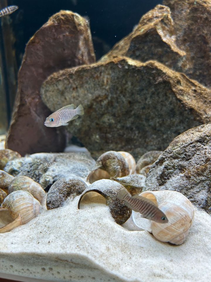 Neolamprologus multifasciatus in Düsseldorf