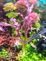 ❗⚠️ Aponogeton Purple ⚠️❗  Aquarium Bucephalandra Garnelen Freiburg im Breisgau - March Vorschau