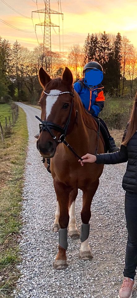 Pflegebeteiligung für braves Endmaßpony gesucht in Großweil