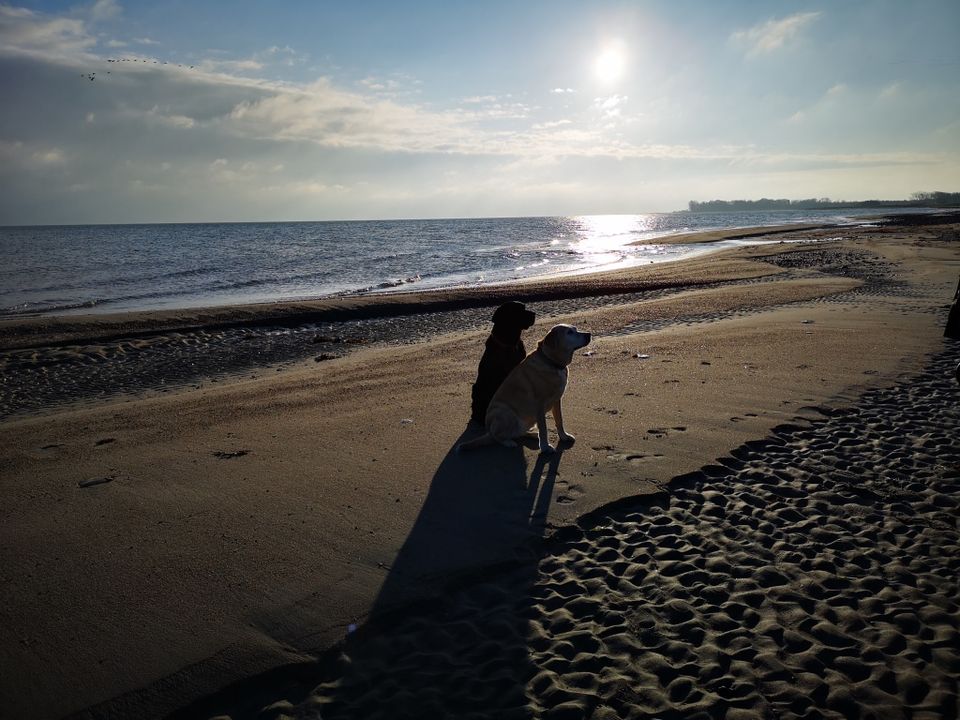 Ferienhaus Ostsee Schlei Last Minute 4 Personen Hunde Sauna in Kronsgaard