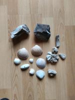 Aquariumschmuck, Steine & Muscheln Hessen - Witzenhausen Vorschau