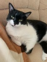 Dringend gesucht- Katzensitter für ganz liebe!!! Berlin - Lichtenberg Vorschau