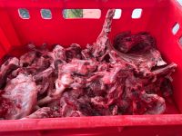 Reh/Schaf/Pute/Rind Fleischabschnitte gesucht für Hundefutter Bayern - Oettingen in Bayern Vorschau