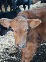 Angus Kalbinnen Bayern - Wolfersdorf Vorschau